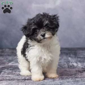 Karla, Havachon Puppy